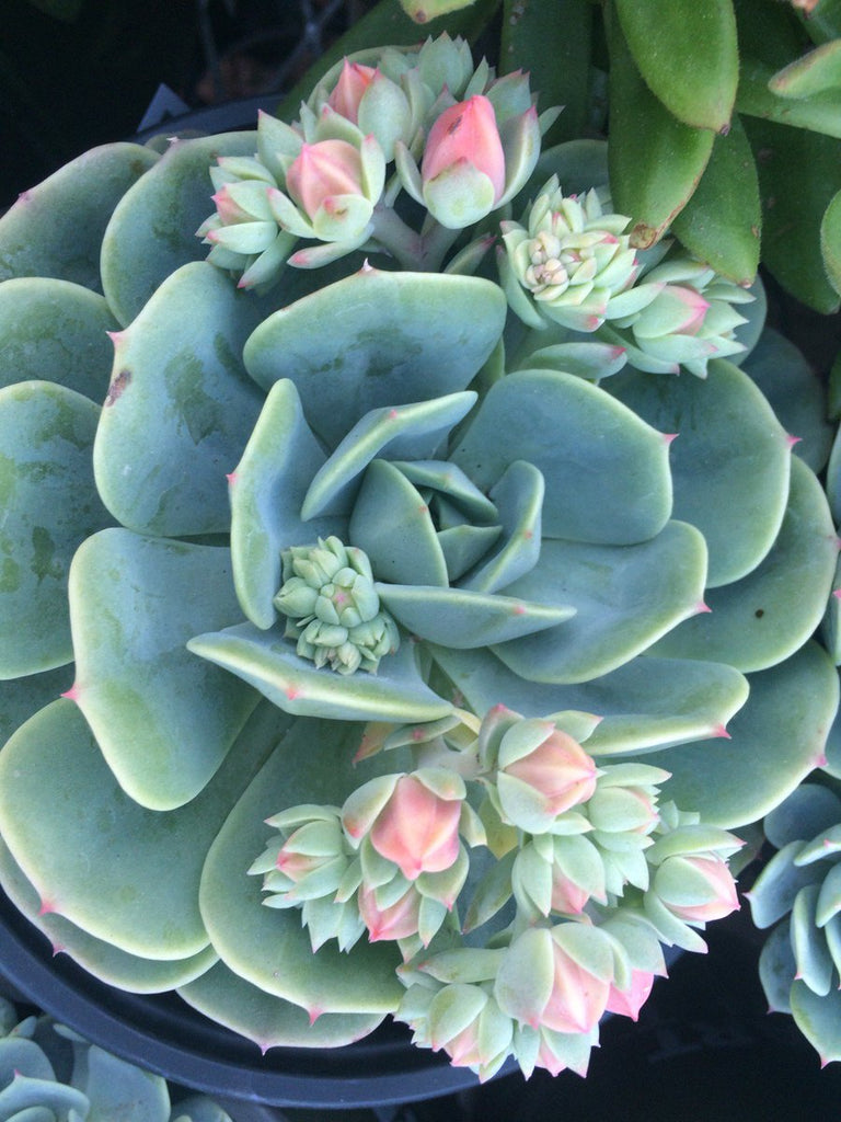 What Does Hyaluronic Acid do for skin?