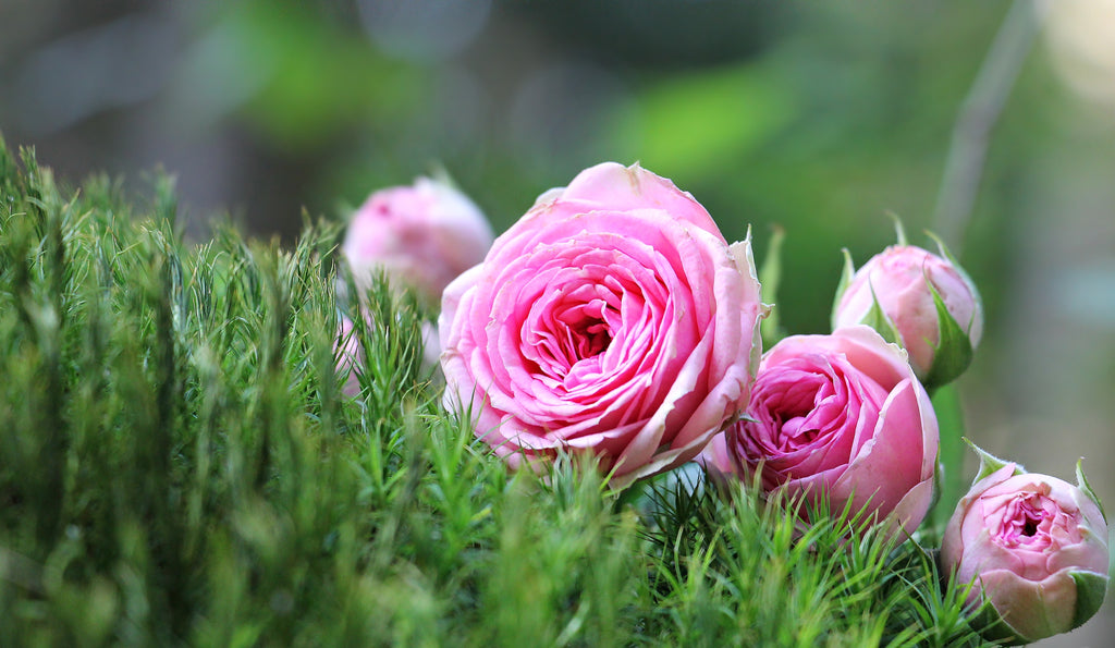Skincare where Nature and Science come together